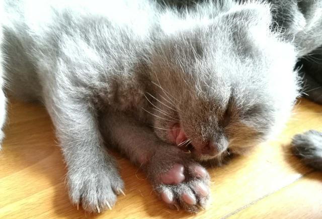 安乐记:喵星人发现猫传腹及最终安乐全记录