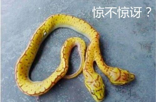 双头蛇真的存在吗 双头蛇和两头蛇有啥区别