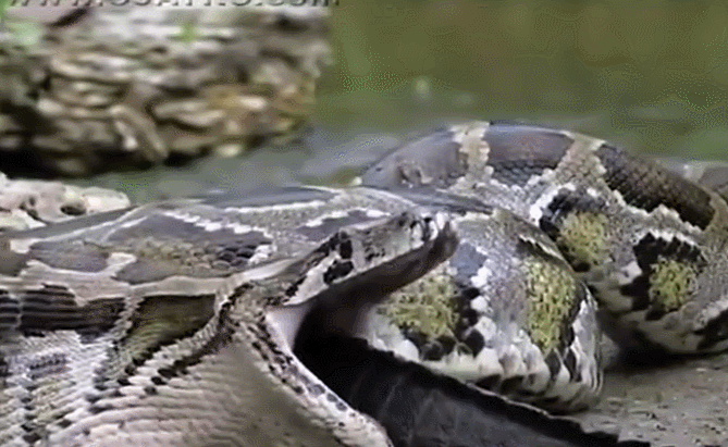生生相克:鳄鱼能嚼碎龟壳,蟒蛇能生吞鳄鱼,乌龟也能制服蟒蛇!