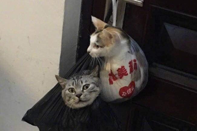 有天网友听到敲门声,开门一看自家两只猫被人送回来了,喵:难道是我吃