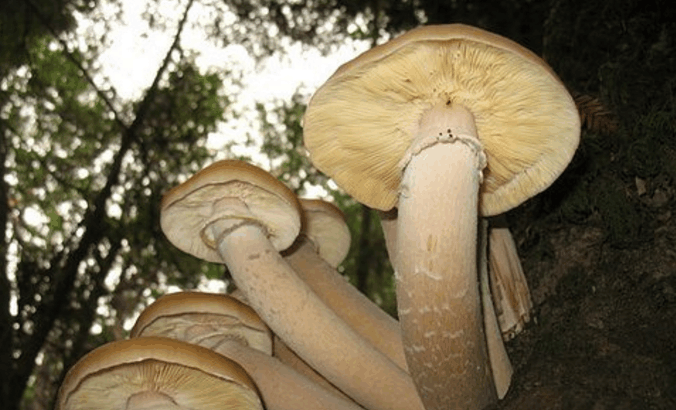 世界上现存最大的蘑菇, 存活2400年, 比人还高的美食!