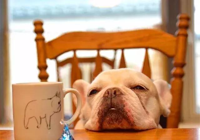 斗牛犬拉血是怎么回事