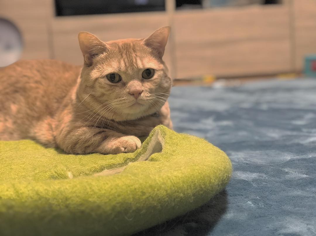 可爱猫大叔颜值不够,表情来凑,它还真是个表情帝呢