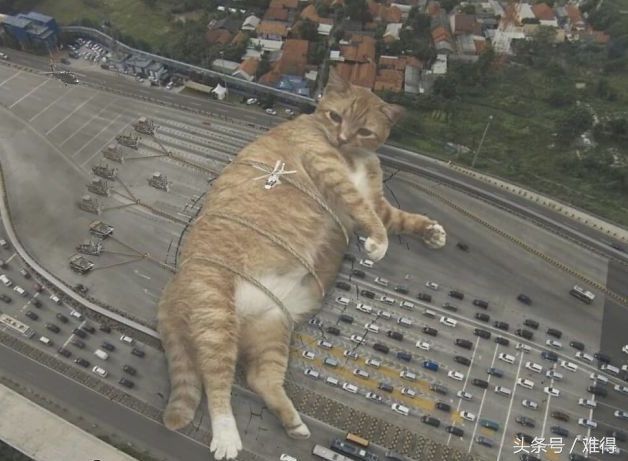 这里有个巨猫国,胆小如鼠,喵表情包了解一下?嗨呀,好气啊!