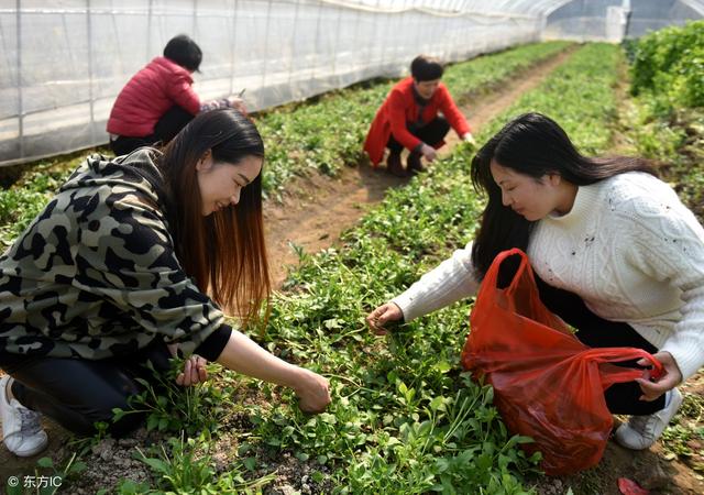 农村大棚要除草,城里人上门免费干活!你知道