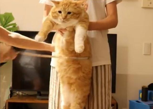 橘猫被主人抱起来量腰围,一脸囧样,喵:我不要面子的啊