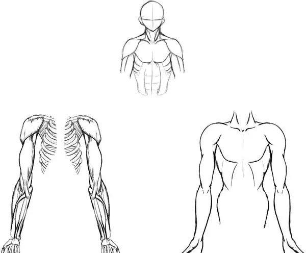 插画教程|学习手臂画法画出肌肉发达的上半身插画