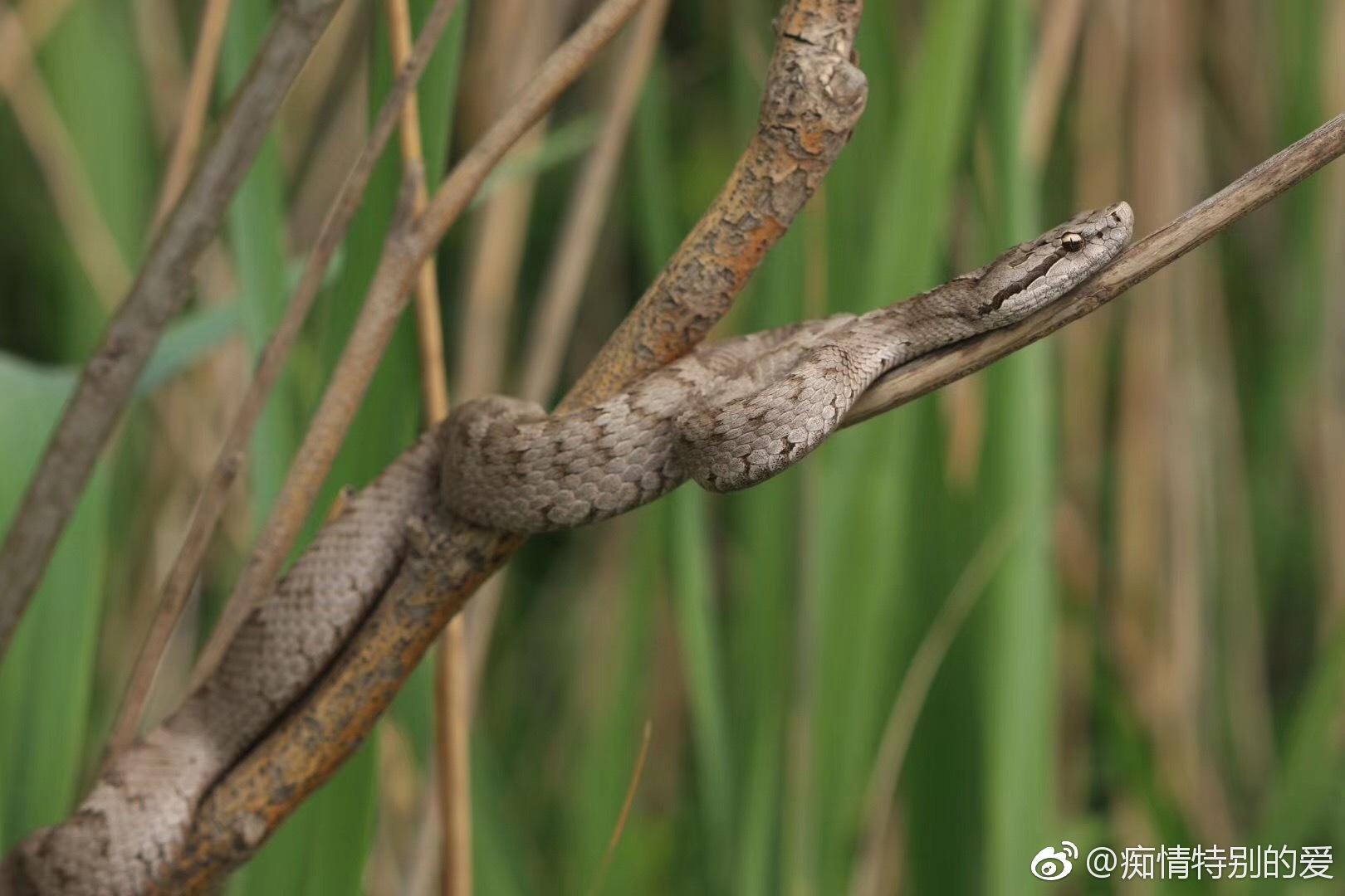 辽宁大连:蛇岛探秘