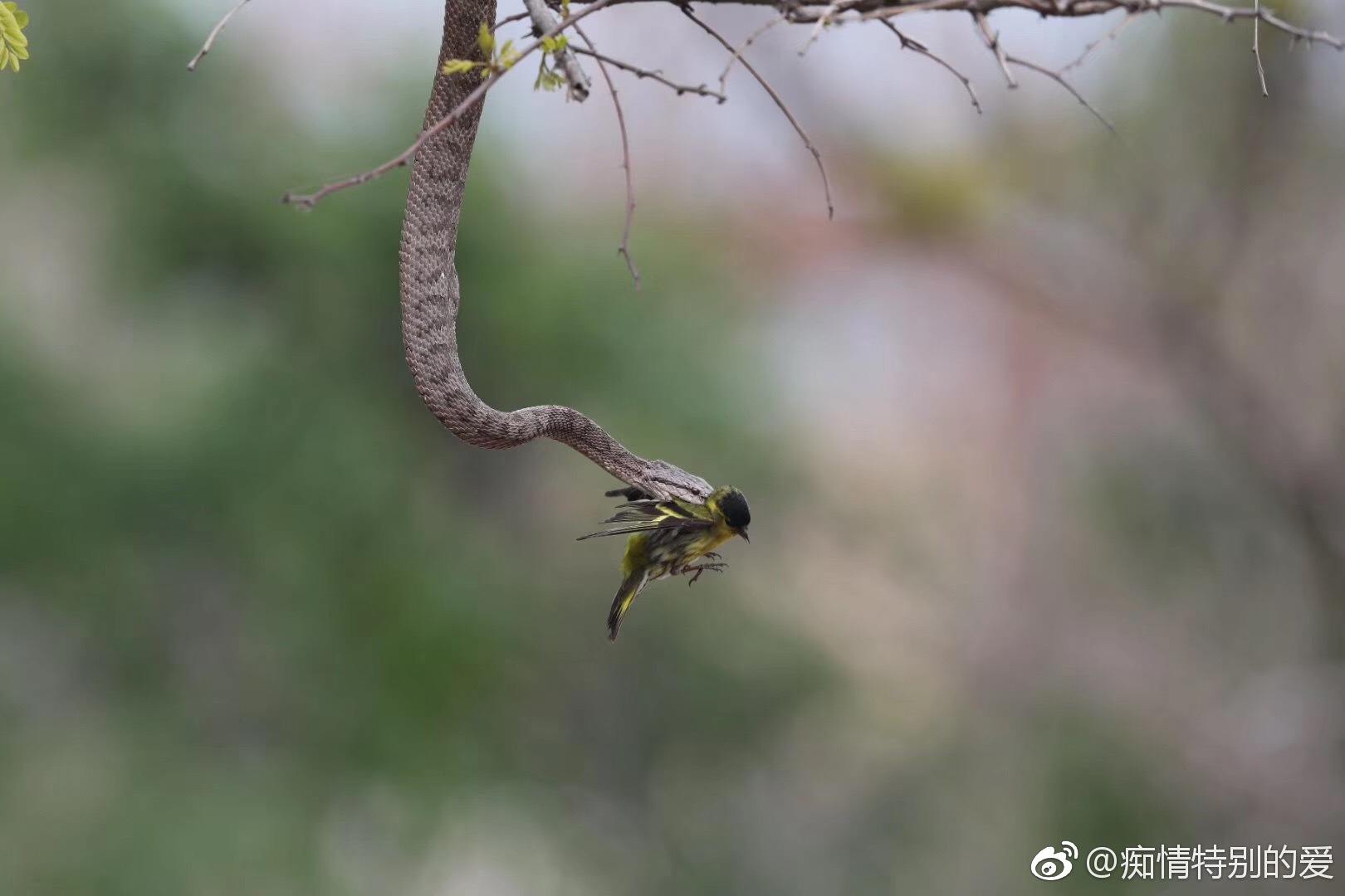 辽宁大连:蛇岛探秘