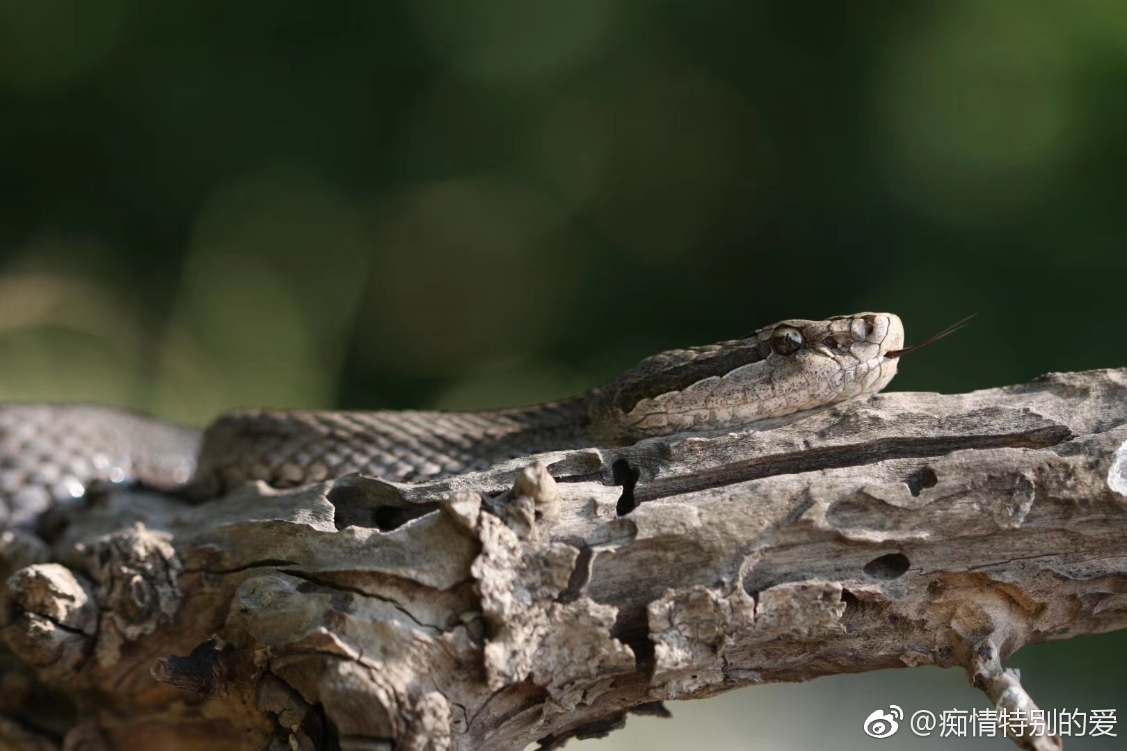 辽宁大连:蛇岛探秘