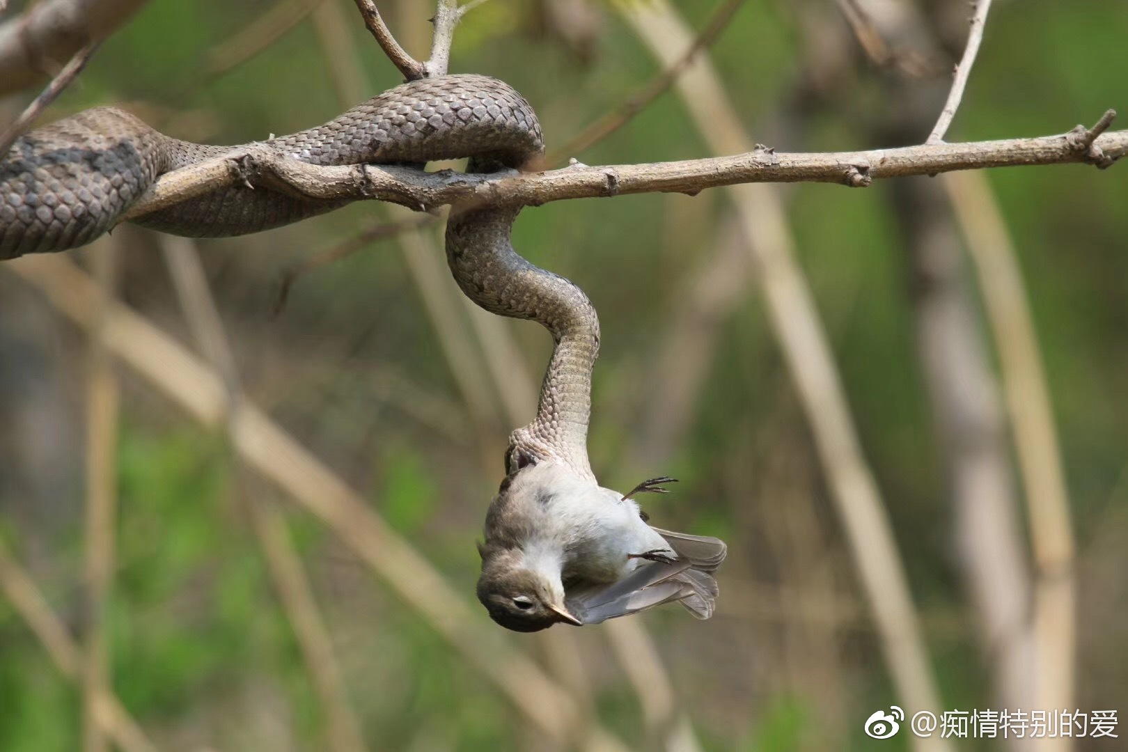 辽宁大连:蛇岛探秘