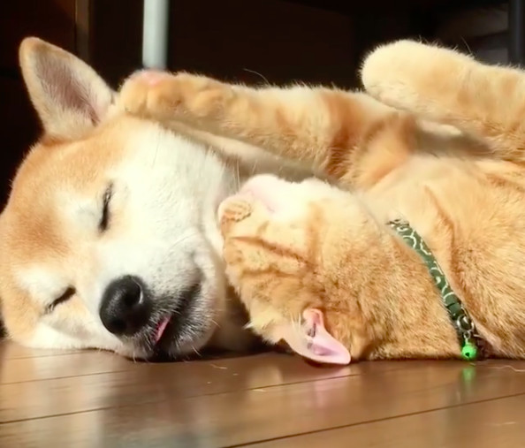 猫咪突然起身,原来是要给柴犬深深一吻,这简直是在暴虐单身狗啊