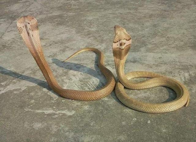 中国十大毒蛇之一的舟山眼镜蛇,学名中华眼镜蛇,大家都认识吗?