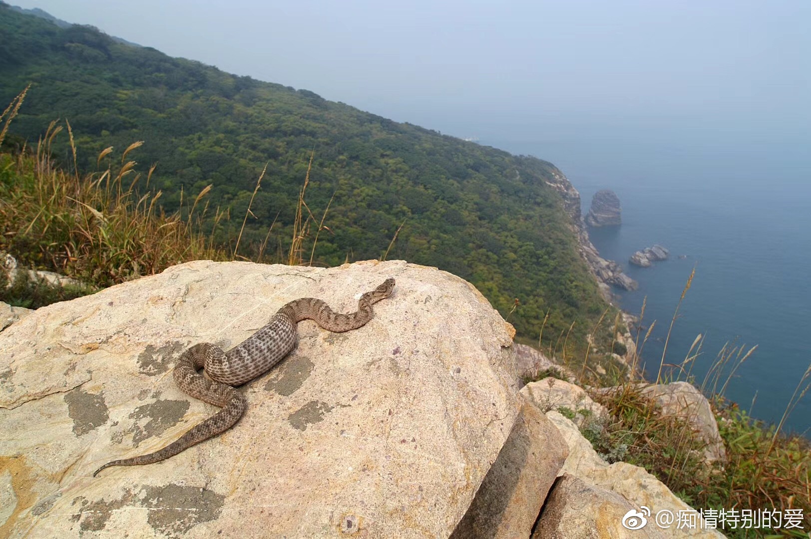 大连蛇岛毒蛇之谜 蛇岛蝮蛇生存奥秘