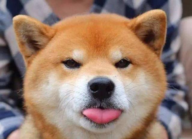 3张图告诉你，秋田犬和柴犬到底有什么区别呢?