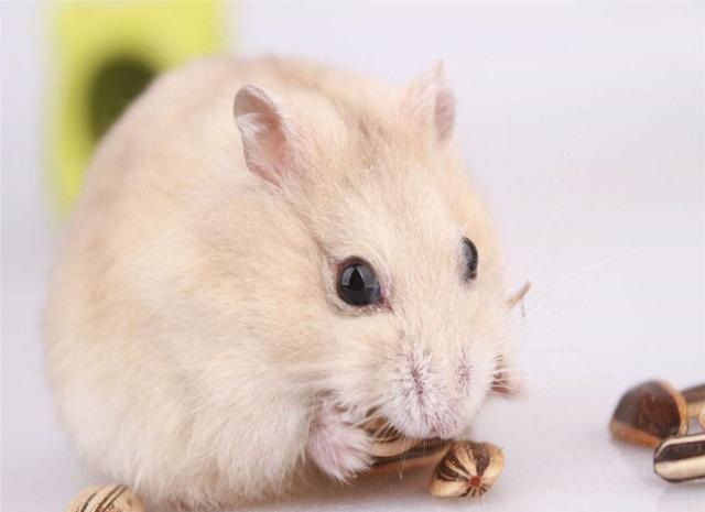 总好逃跑的布丁仓鼠，怎么进行饲养，看着都觉得可爱！|仓鼠|可爱|笼子_新浪网