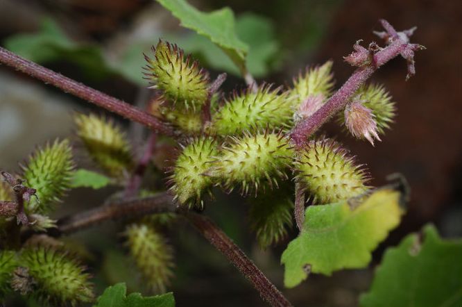 假苍耳图片_纵览新闻