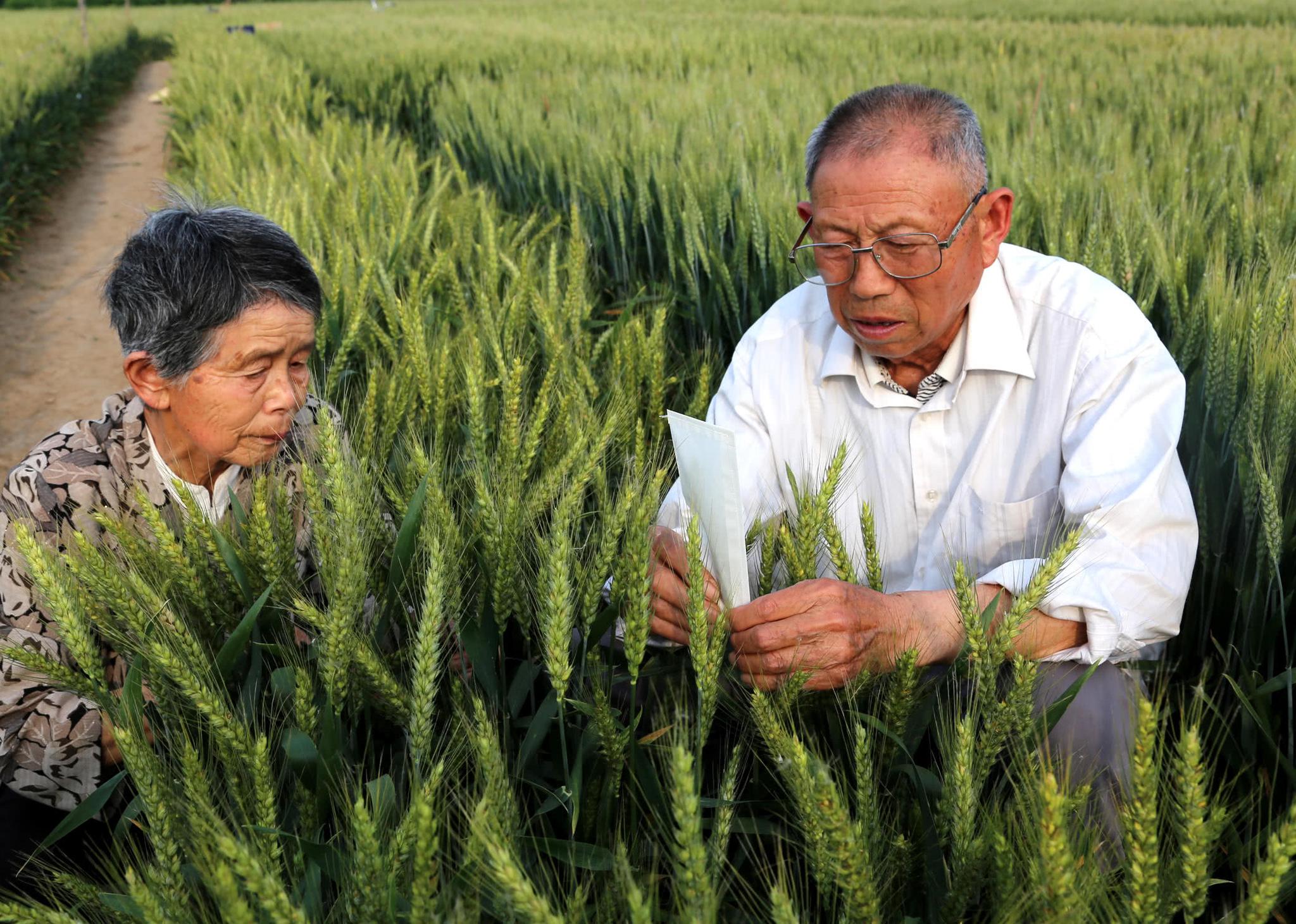 河南8旬夫妻把小麦当孩子被称麦地里的袁隆平