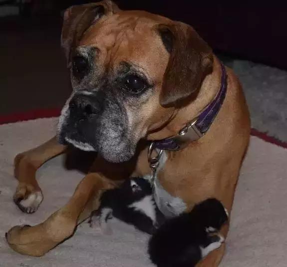 小奶猫被生母抛弃奄奄一息,还好它及时出现了