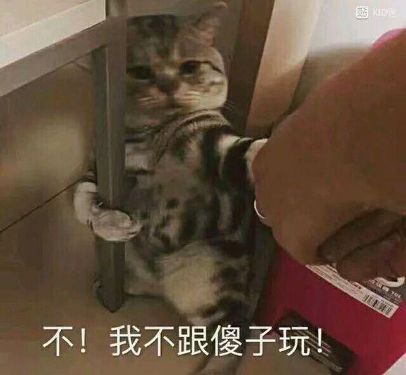 表情包大军向你抛来,请接住!