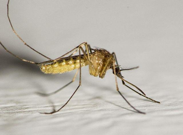 界有条定理: 存在即合理, 那么蚊子存在的意义是