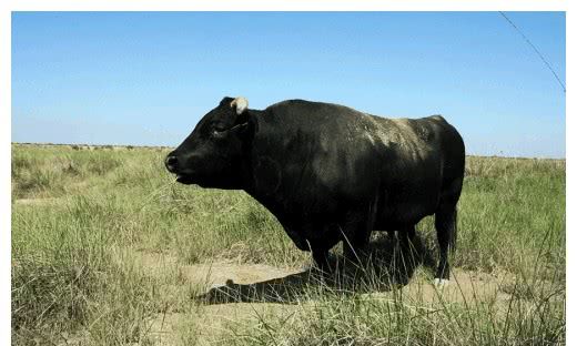 女子日本旅游吃和牛,一顿饭吃掉1000元,网友却