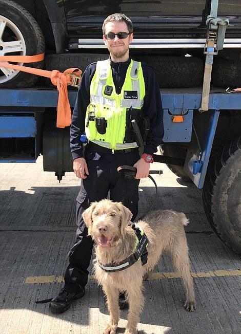 敬业爱岗的缉毒犬们,个个可爱又机警灵敏!