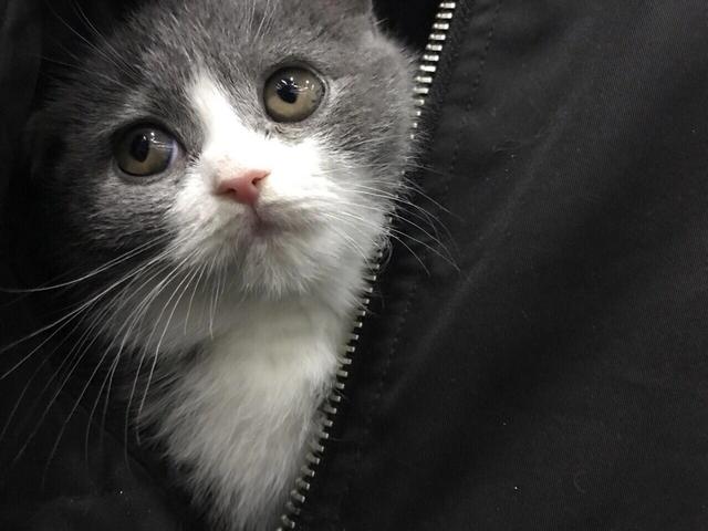 猫最可怕的杀手猫腹水,大家一定要注意啊