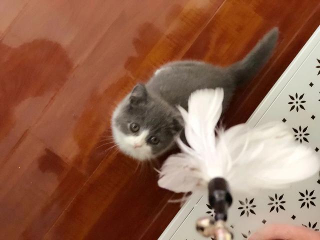 猫最可怕的杀手猫腹水,大家一定要注意啊