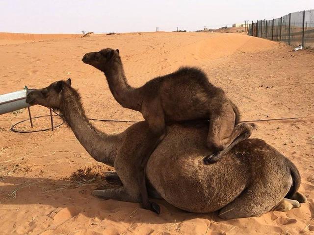 小骆驼趴在大骆驼背上,猫咪也跟着趴上去:你们