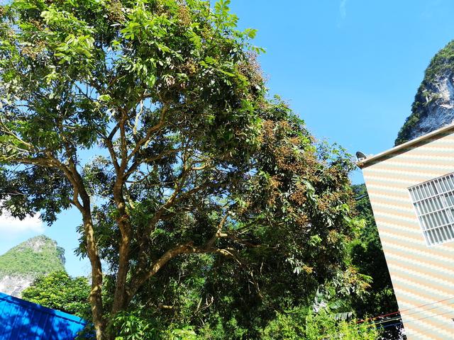 劣币驱逐良币,劣果拉低市场,警惕广西龙眼再延