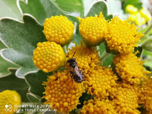 华为Mate 20 Pro这些拍照技巧你get了吗?