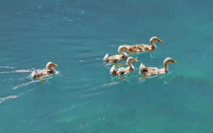 春江水暖鸭先知,两岸烟柳露生机
