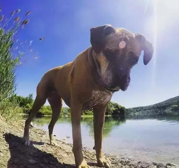 小奶猫被生母抛弃奄奄一息,还好它及时出现了