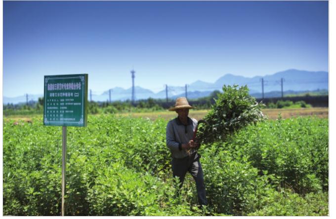 艾香叶艾条与加工户共同发展的健康事业