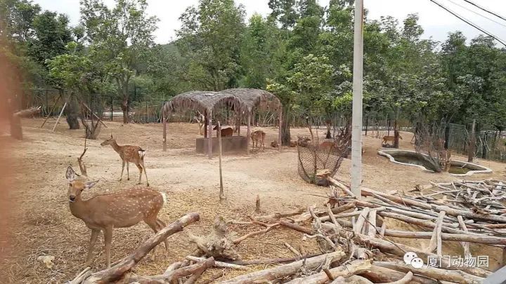 厦门翔安有个野生动物园,正式开园啦!来看看都