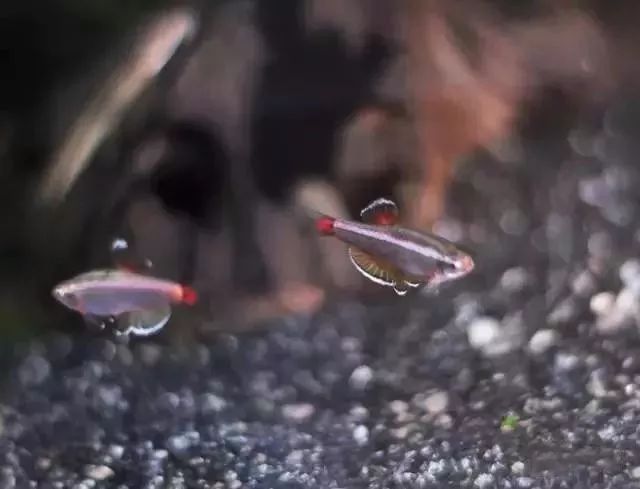 观赏鱼:水中孔雀,白云金丝的开屏之美!