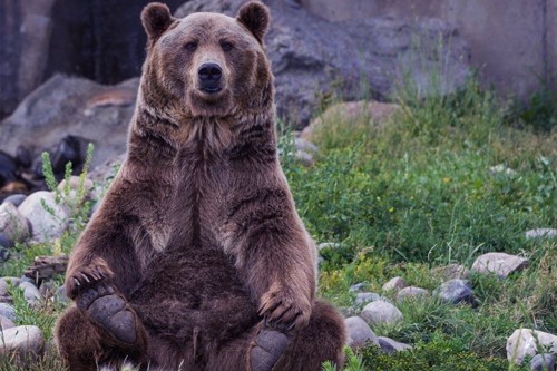 暴怒中的棕熊如果遇上东北虎,它能够一掌劈了老虎吗?