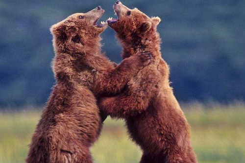 暴怒中的棕熊如果遇上东北虎,它能够一掌劈了