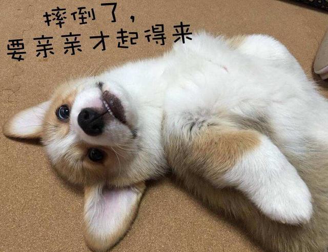 狗狗的逗比表情包，无水印，拿走不谢~