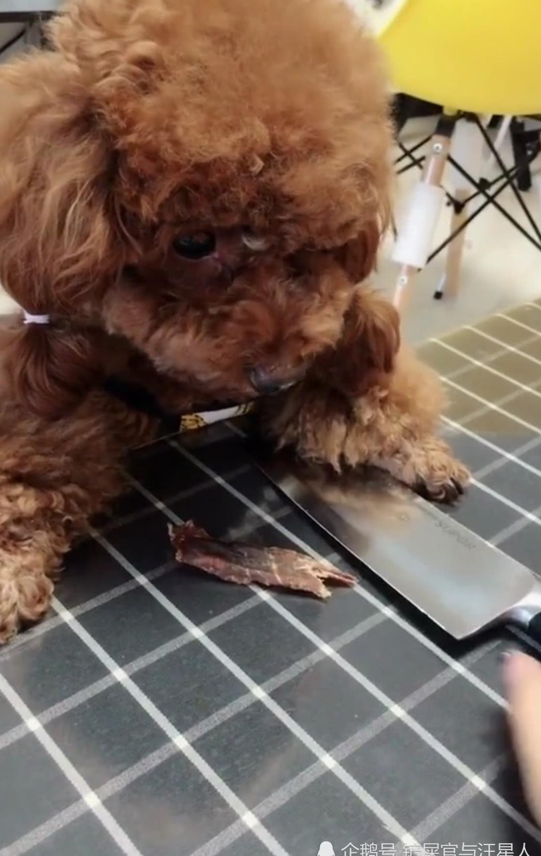 泰迪狗护食怎么办?