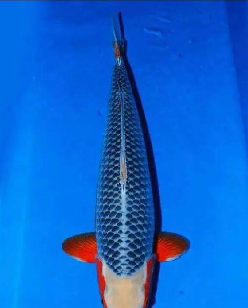 西安小袁耍锦鲤之品种介绍鉴赏篇4(浅黄、孔雀、五色)