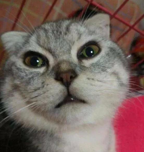 猫咪醒来发现自己的下面的“蛋蛋”没有了,猫咪一脸的抓狂!