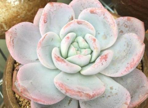 多肉秋天这么养,才能使你的多肉越来越肥,越来