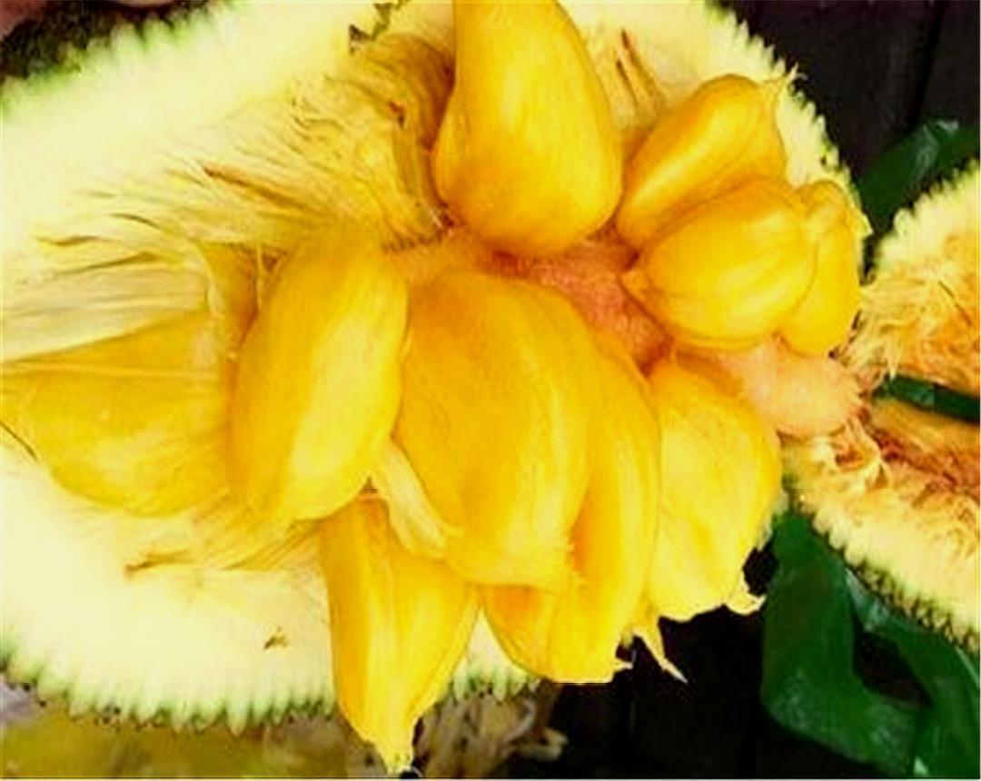 榴莲蜜和菠萝蜜的区别是什么? 你能准确分辨出