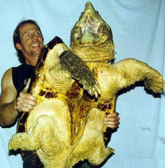 鳄龟咬合力排第几?