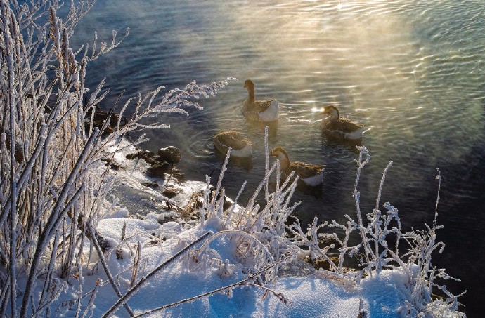 春江水暖鸭先知,两岸烟柳露生机