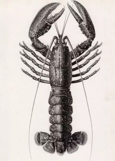 独具匠心、饱含深情,美洲螯龙虾怎样吃?意式、