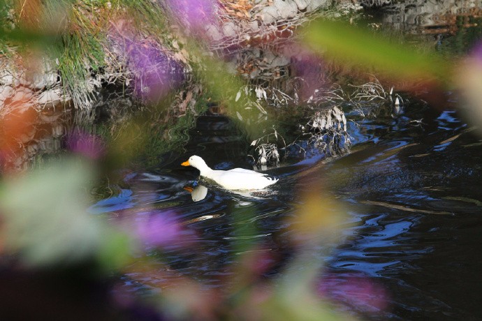 春江水暖鸭先知,两岸烟柳露生机