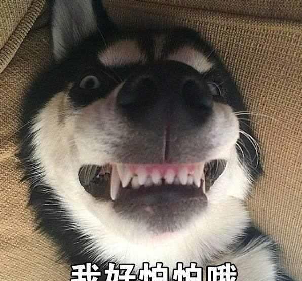 二哈表情包大全:看我最后一张我已笑抽!太逗了